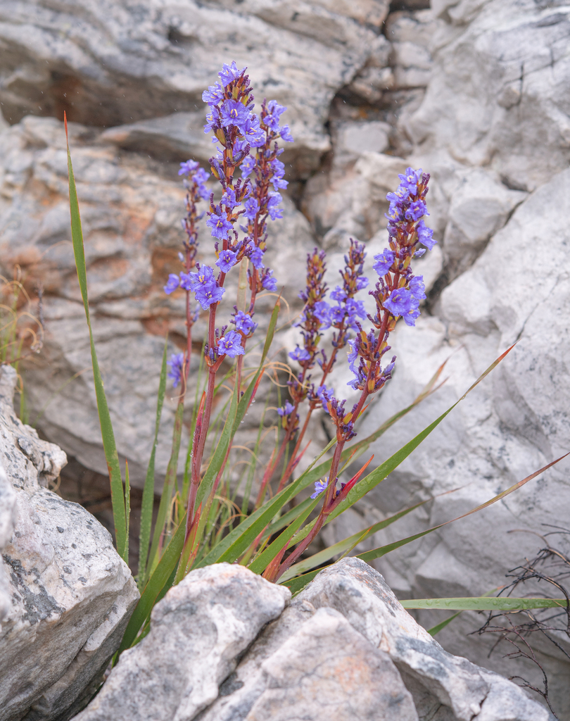 Aristea bakeri (Aristea bakeri)