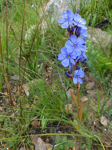 Aristea bakeri (Aristea bakeri)