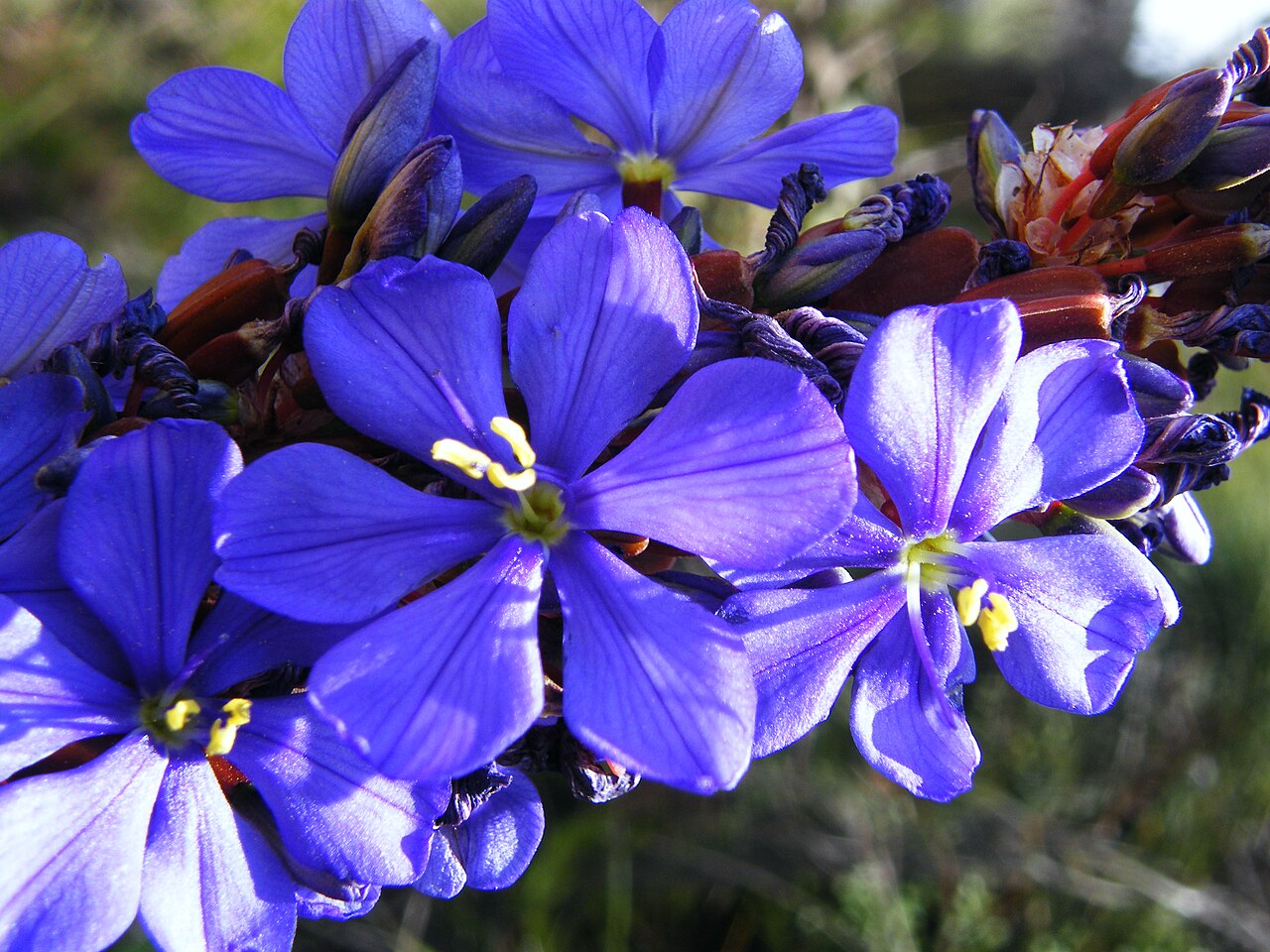 Aristea bakeri: Aristea