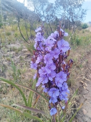 Aristea bakeri (Aristea bakeri)