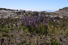 Aristea bakeri (Aristea bakeri)