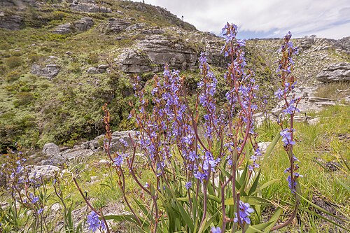 Aristea bakeri: Aristea bakeri, habit