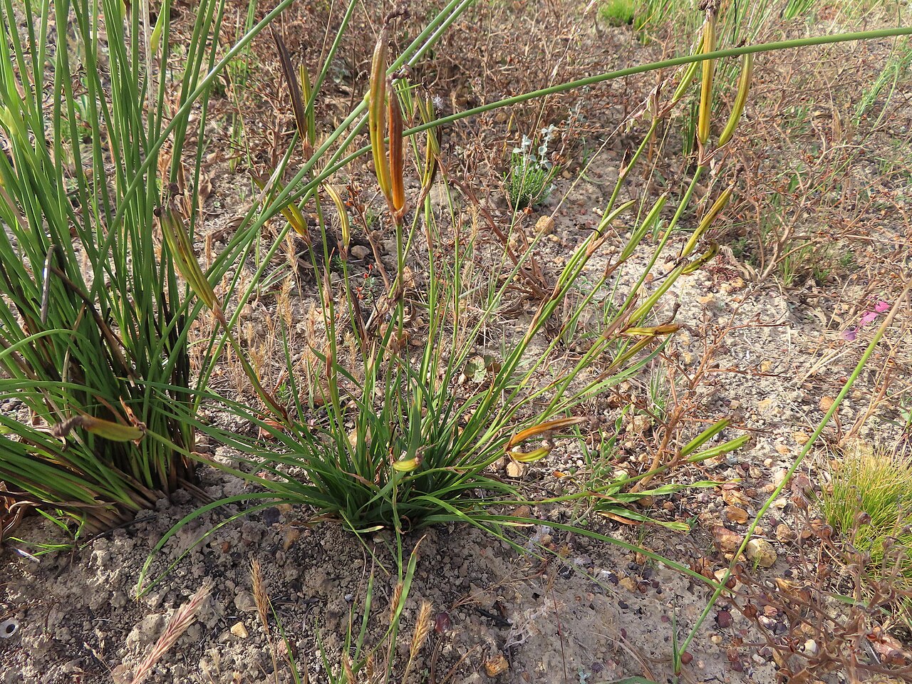 Aristea biflora: Aristea biflora, habit, in fruit