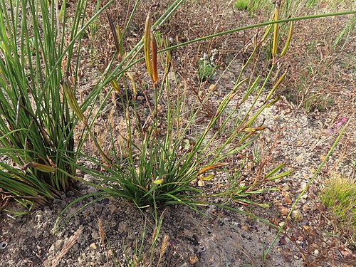 Aristea biflora: Aristea biflora, habit, in fruit
