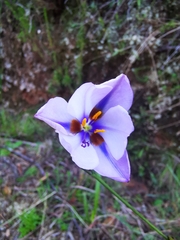 Aristea cistiflora (Aristea cistiflora)