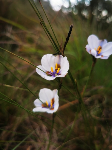 Aristea cistiflora (Aristea cistiflora)