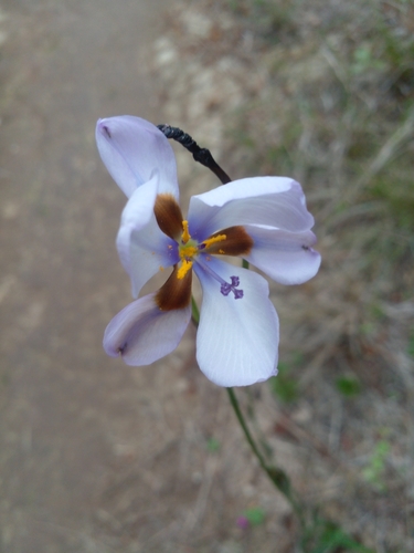 Aristea cistiflora (Aristea cistiflora)