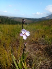 Aristea cistiflora (Aristea cistiflora)