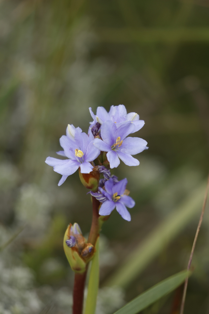 Aristea galpinii: Aristea galpinii, flowers