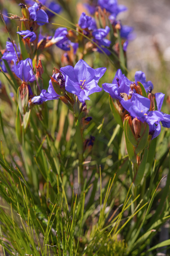 Aristea juncifolia (Aristea juncifolia)