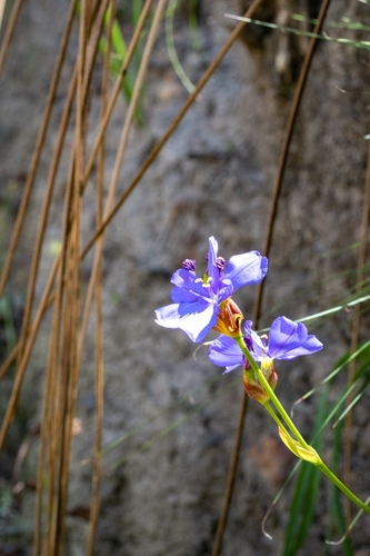 Aristea juncifolia (Aristea juncifolia)