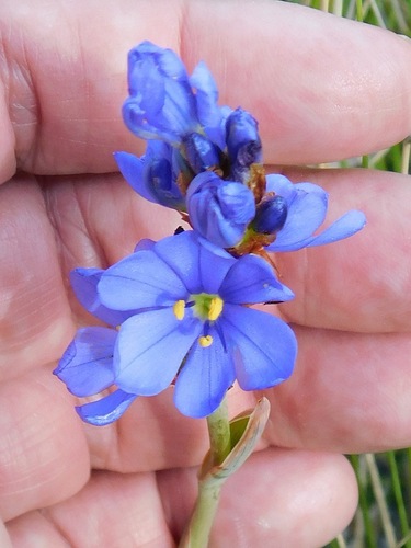 Aristea juncifolia (Aristea juncifolia)