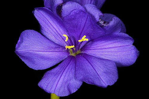 Aristea juncifolia: Aristea juncifolia , flower; Fernkloof Nature Reserve, Hermanus, Western Cape, South Africa