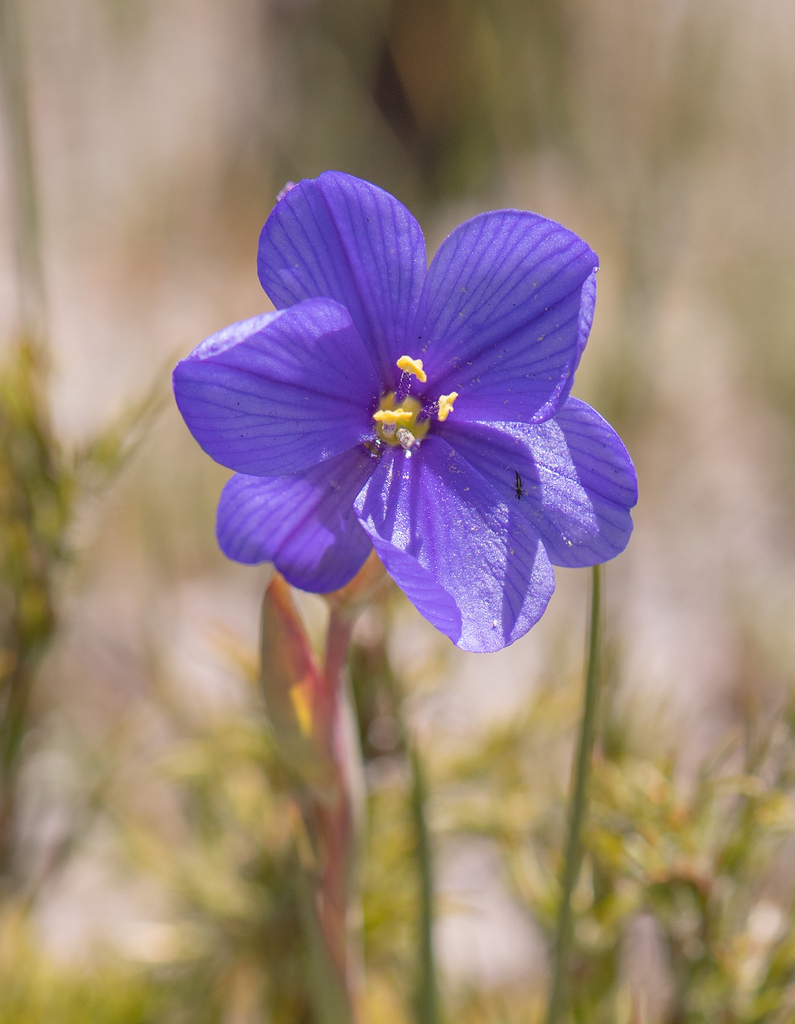 Aristea juncifolia (Aristea juncifolia)