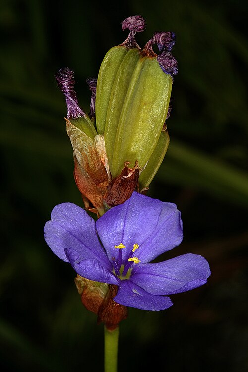 Aristea juncifolia: Aristea juncifolia , flower and developing fruit; the latter tipped by the helically twisted remains of the withered perianths. Fernkloof Nature Reserve, Herman