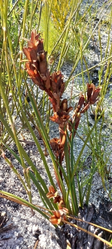 Aristea juncifolia (Aristea juncifolia)