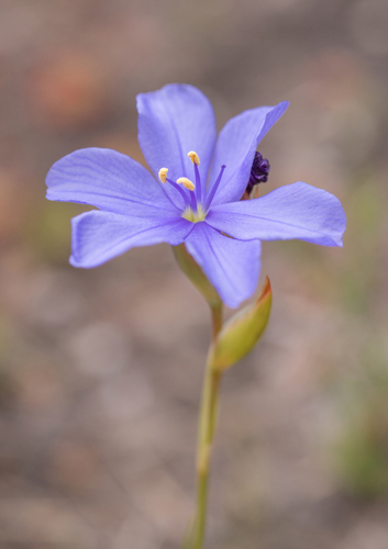 Aristea juncifolia (Aristea juncifolia)