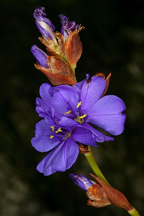 Aristea juncifolia: Aristea juncifolia , flowers; Fernkloof Nature Reserve, Hermanus, Western Cape, South Africa