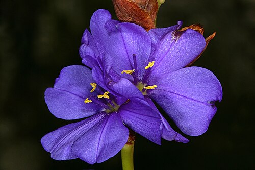 Aristea juncifolia: Aristea juncifolia , flowers; Fernkloof Nature Reserve, Hermanus, Western Cape, South Africa