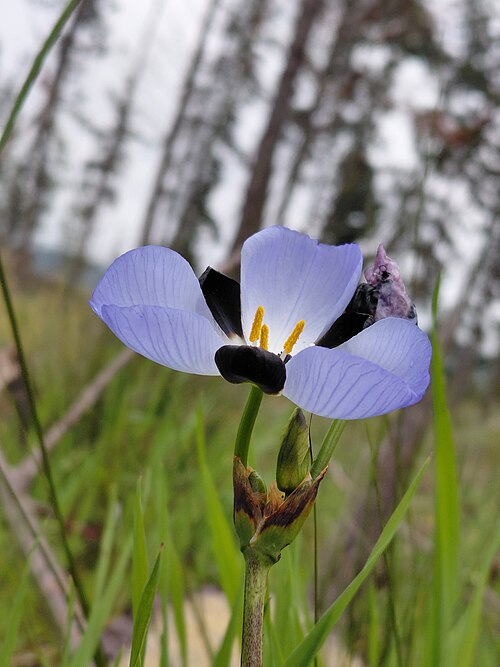 Aristea lugens: Aristea lugens, flower sideview