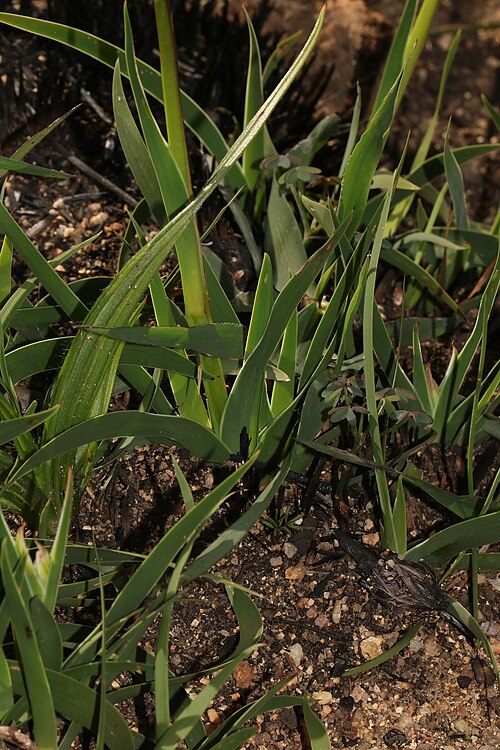 Aristea lugens: Aristea lugens, leaves
