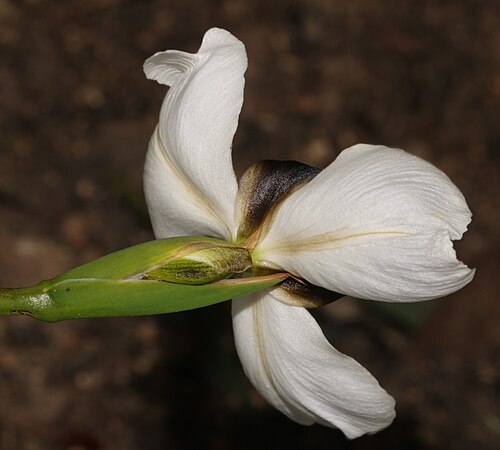 Aristea lugens: Aristea lugens, flower, rear view