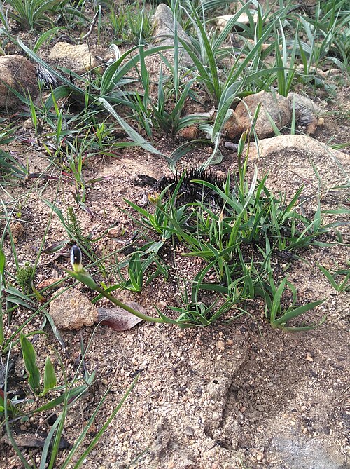 Aristea lugens: Aristea lugens, plant cluster