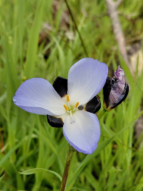 Aristea lugens: Aristea lugens, flower frontal view