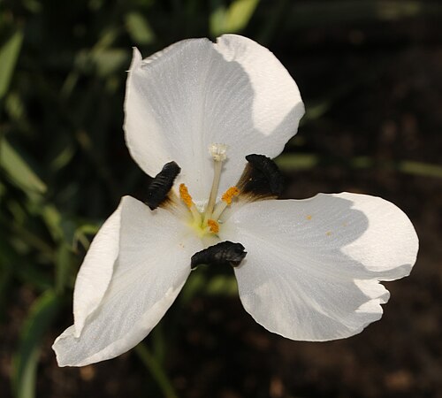 Aristea lugens: Aristea lugens, flower, frontal view