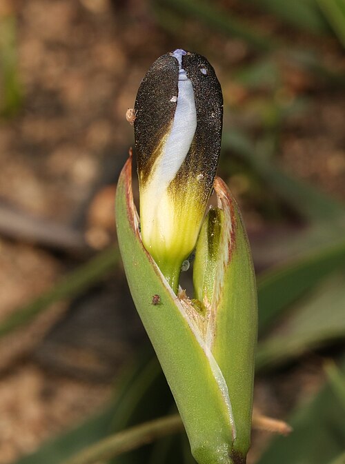 Aristea lugens: Aristea lugens, flower bud