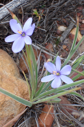 Aristea nana (Aristea nana)