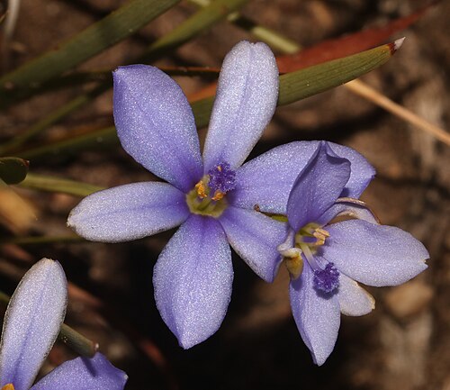 Aristea nana: Aristea nana, flower, frontal view