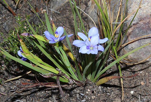 Aristea nana: Aristea nana, plant, view from the side