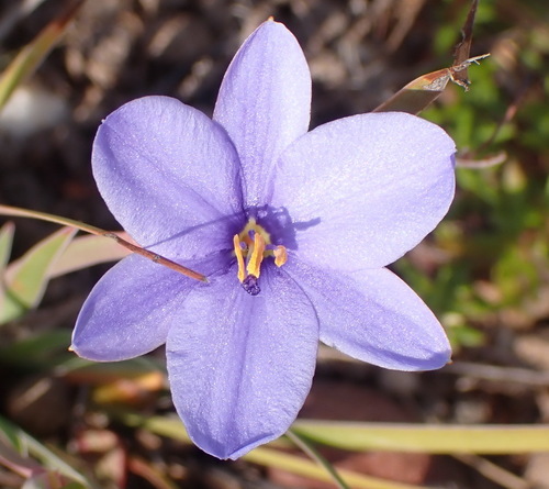 Aristea nana (Aristea nana)