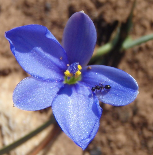 Aristea nana (Aristea nana)