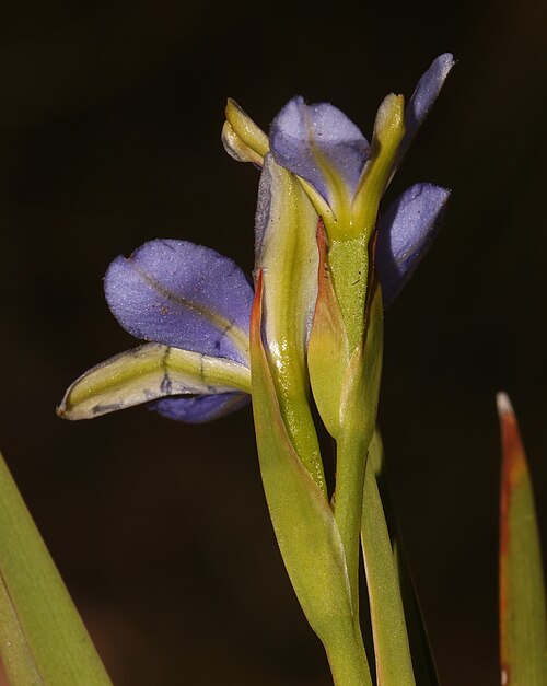 Aristea nana: Aristea nana, flower, rear view