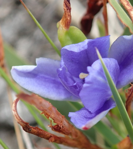 Aristea nana (Aristea nana)