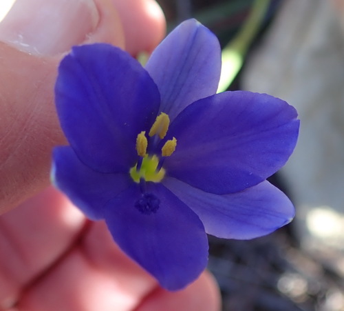 Aristea nana (Aristea nana)
