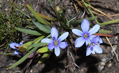 Aristea nana: Aristea nana, plant, view from above