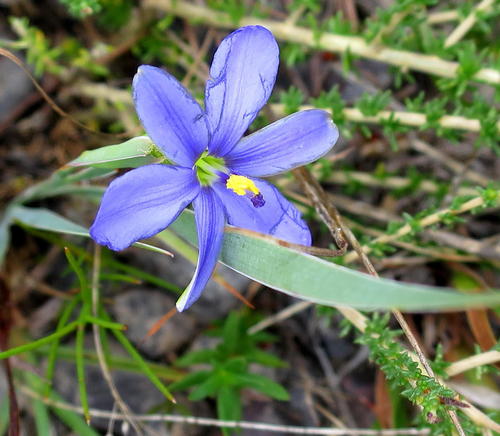 Aristea nana (Aristea nana)