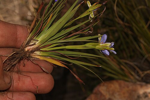 Aristea nana: Aristea nana, dug-out plant