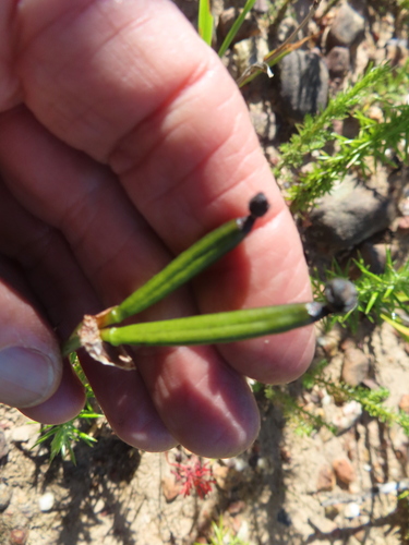 Aristea nigrescens (Aristea nigrescens)
