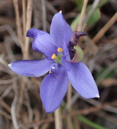 Aristea pusilla (Aristea pusilla)