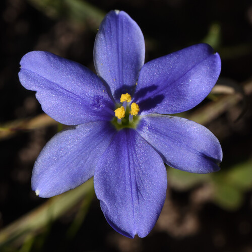 Aristea pusilla (Aristea pusilla)