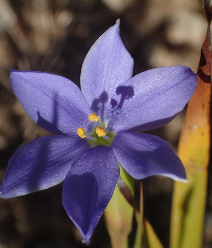 Aristea pusilla (Aristea pusilla)