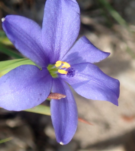 Aristea pusilla (Aristea pusilla)