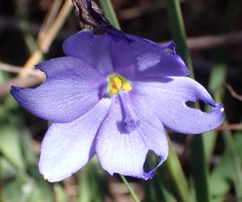 Aristea pusilla (Aristea pusilla)