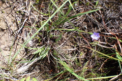 Aristea pusilla (Aristea pusilla)