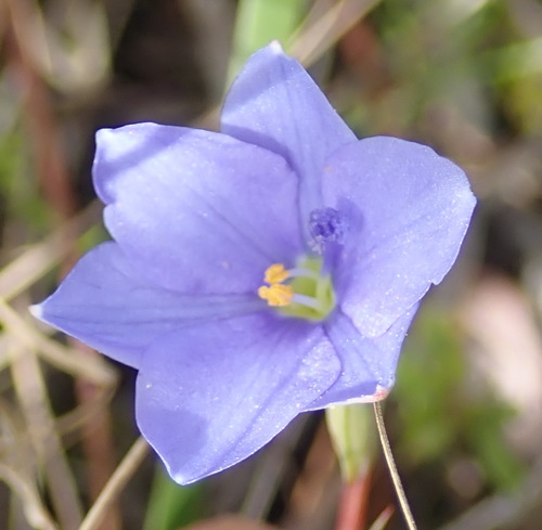 Aristea pusilla (Aristea pusilla)