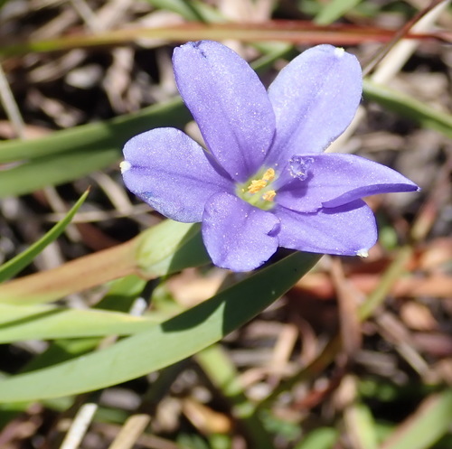 Aristea pusilla (Aristea pusilla)